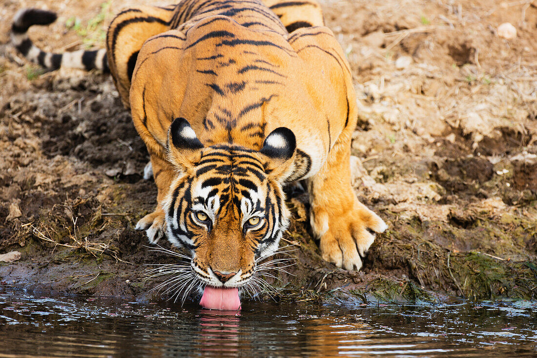Bengal Tiger (Panthera tigris tigris) drinking, Ranthambore National Park, India