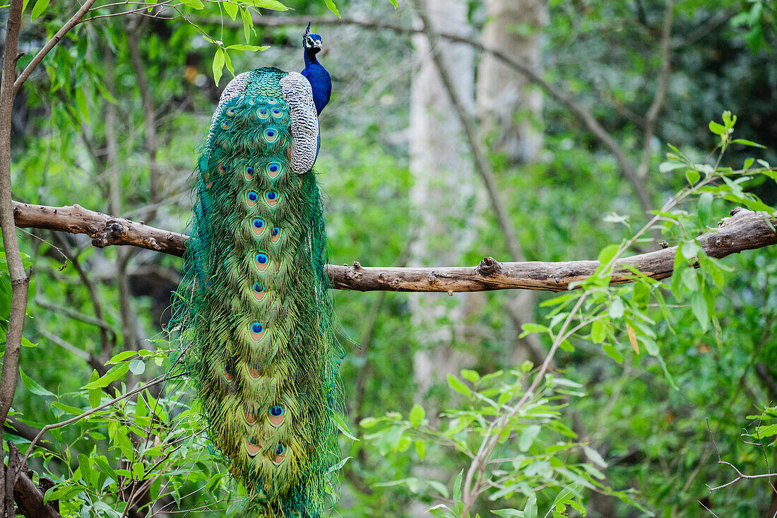 Indian Peafowl (Pavo cristatus) male, Rajasthan, India