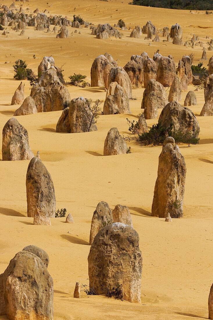 Eroded limestone pinnacles, Pinnacle Desert, Nambung National Park, Western Australia, Australia