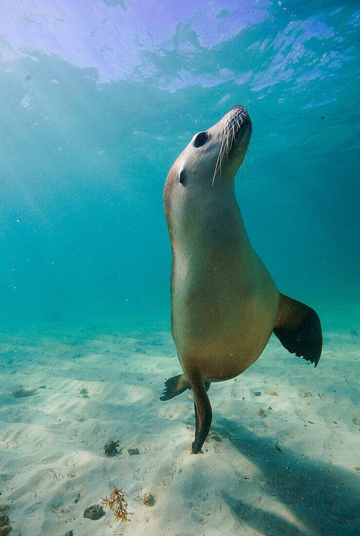 Australian Sea Lion (Neophoca cinerea) underwater, Western Australia, Australia