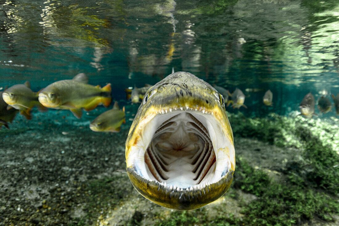 Dourado (Salminus brasiliensis) in defensive posture, Brazil