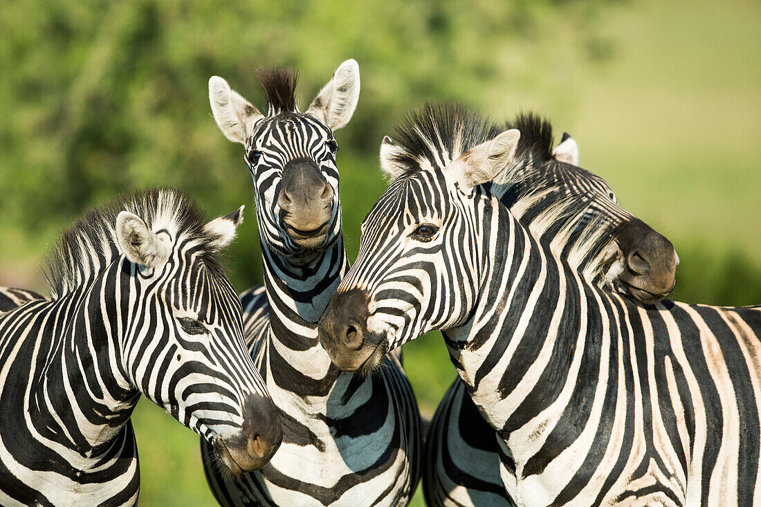 Burchell's Zebra (Equus burchellii) group, Rietvlei Nature Reserve, South Africa