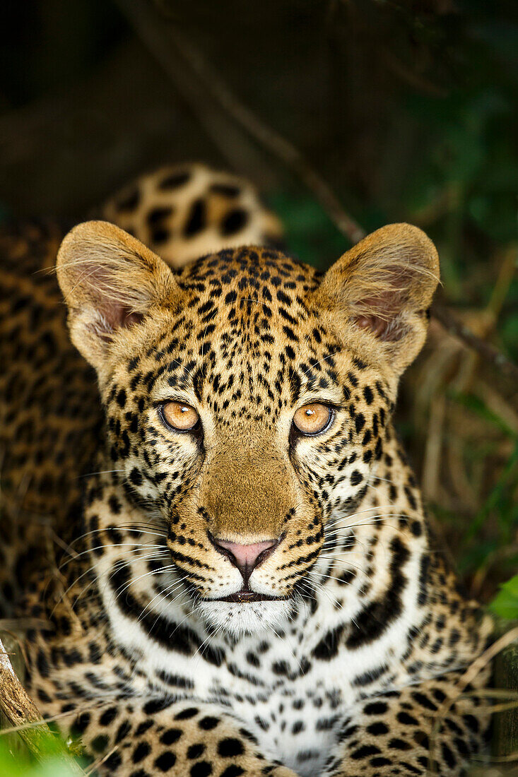 Leopard (Panthera pardus) sub-adult, iSimangaliso Wetland Park, South Africa