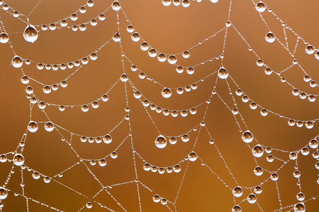 Spider web covered with dew drops, Garden Route National Park, South Africa