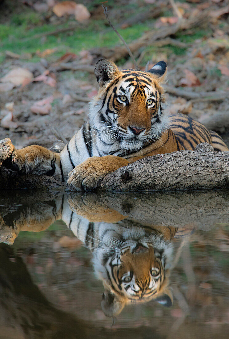 Bengal Tiger (Panthera tigris tigris) female at waterhole, Ranthambore National Park, India