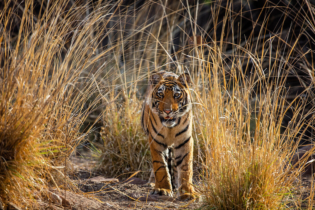 Bengal Tiger (Panthera tigris tigris) eighteen month old cub, Ranthambore National Park, India