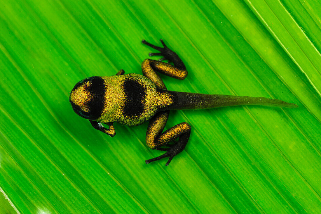 Red-banded Poison Frog (Dendrobates lehmanni) froglet with tadpole tail, Cauca, Colombia