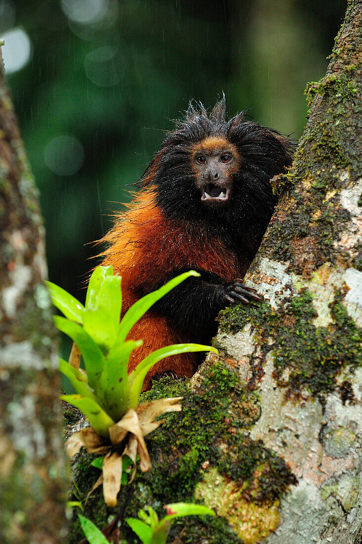 Black-faced Lion Tamarin (Leontopithecus caissara) during rainfall, Superagui National Park, Atlantic Forest, Brazil