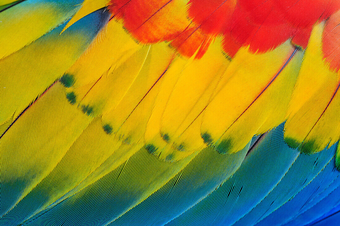 Scarlet Macaw (Ara macao) wing feathers, native to South America