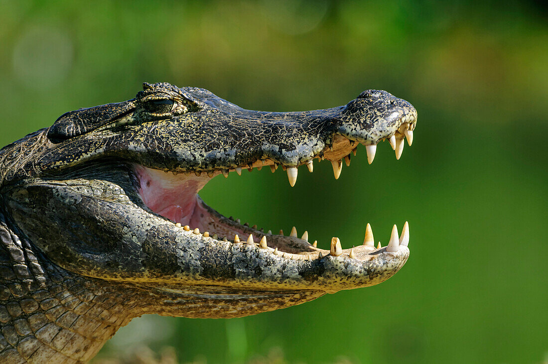 Jacare Caiman (Caiman yacare) thermoregulating, Pantanal, Mato Grosso, Brazil