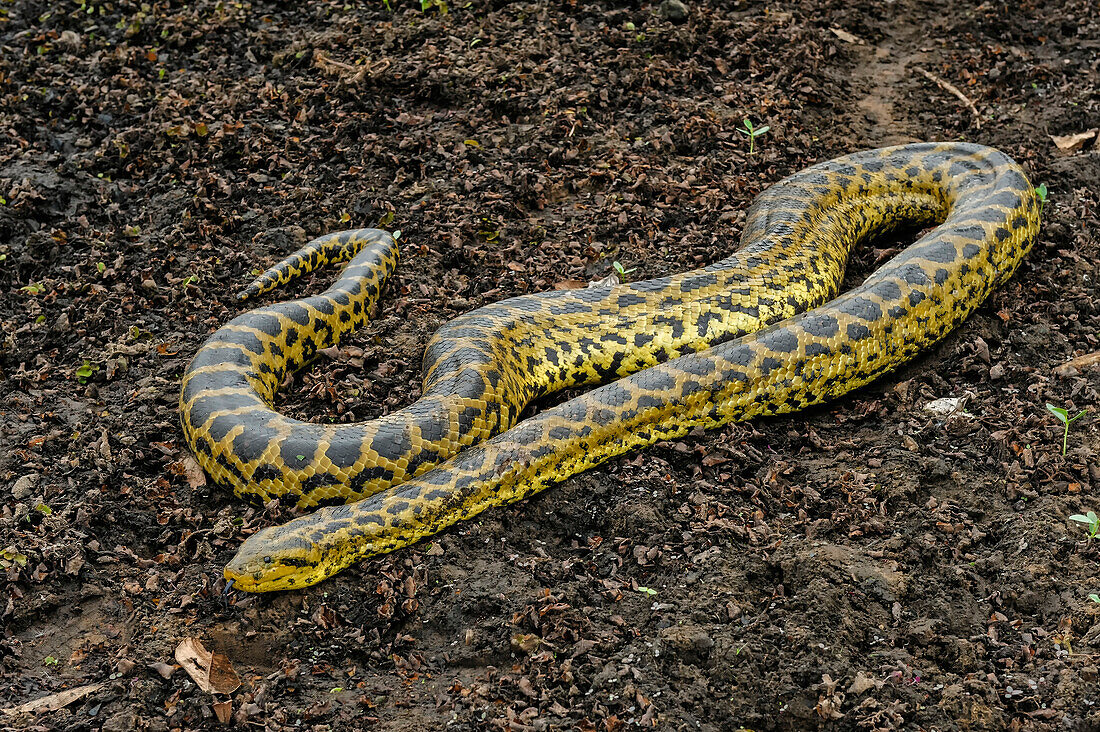 Yellow Anaconda (Eunectes notaeus), Pantanal, Mato Grosso, Brazil