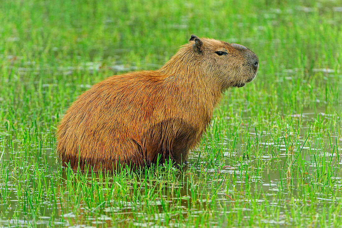 Capybara (Hydrochoerus hydrochaeris) in water, Pantanal, Mato Grosso, Brazil