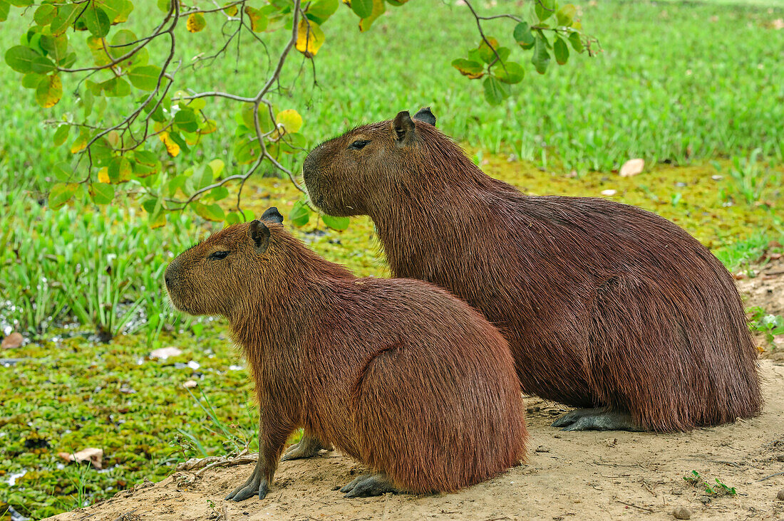 Capybara (Hydrochoerus hydrochaeris) sub-adult and female, Pantanal, Mato Grosso, Brazil