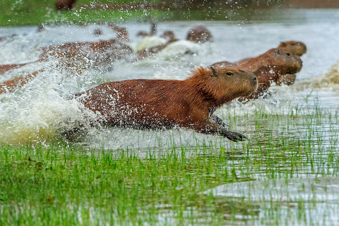 Capybara (Hydrochoerus hydrochaeris) group running through water, Pantanal, Mato Grosso, Brazil