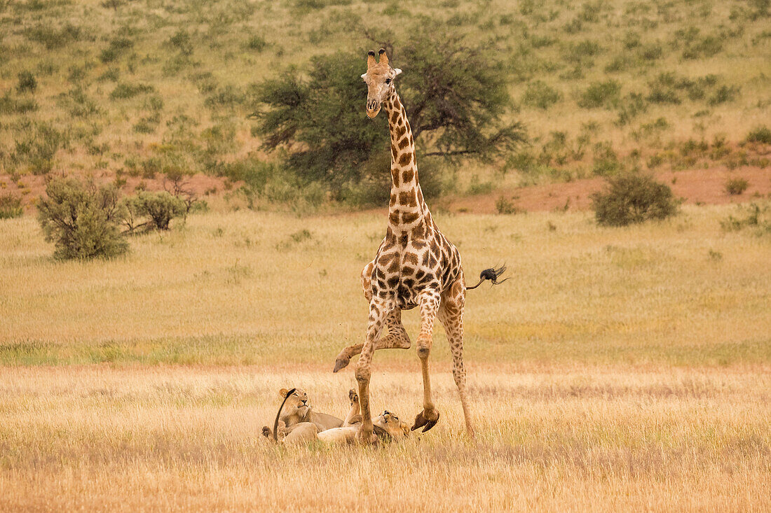 African Lion (Panthera leo) males hunting South African Giraffe (Giraffa camelopardalis giraffa) bull, Kgalagadi Transfrontier Park, Botswana, sequence 6 of 15