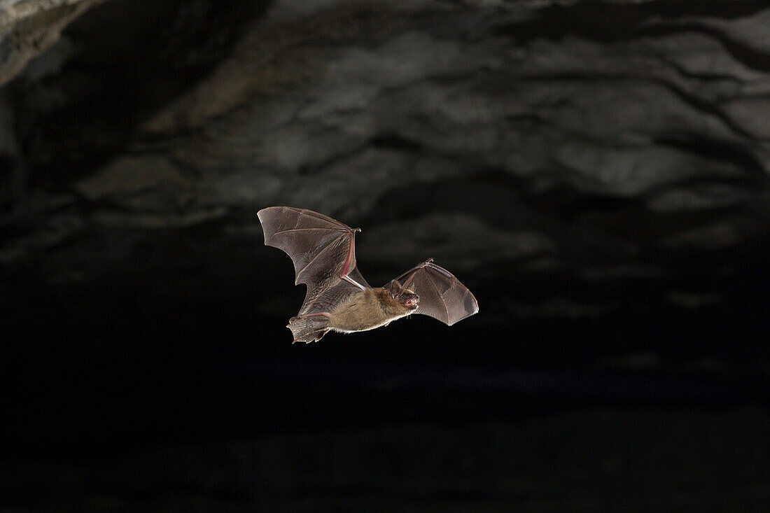 Big Brown Bat (Eptesicus fuscus) emerging from cave, Wyandotte Cave, O'Bannon Woods State Park, Indiana