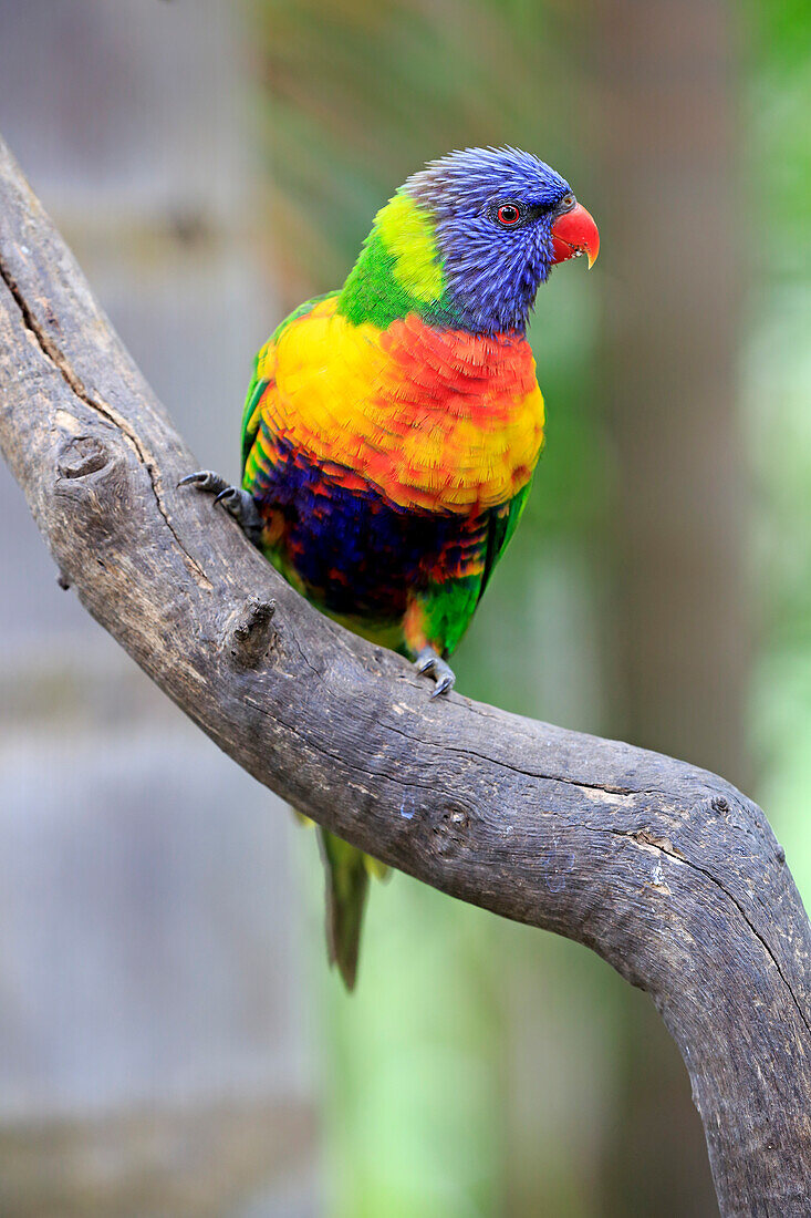 Rainbow Lorikeet (Trichoglossus haematodus), South Australia, Australia