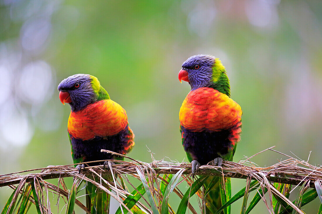 Rainbow Lorikeet (Trichoglossus haematodus) pair, South Australia, Australia