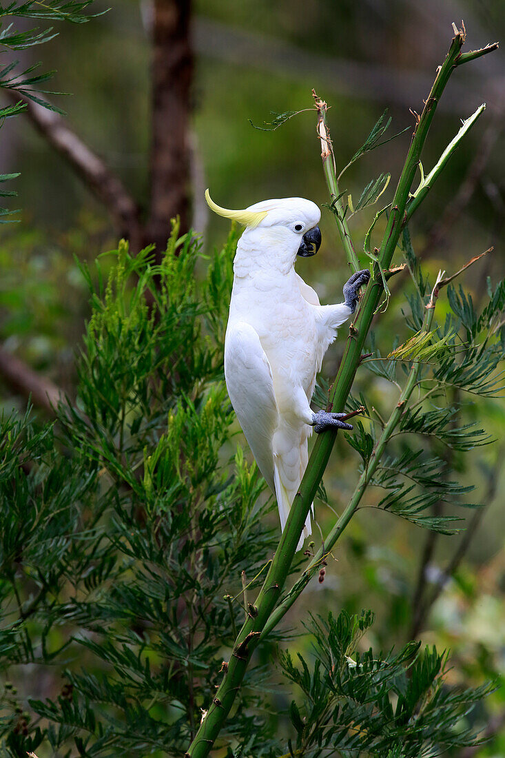 Sulphur-crested Cockatoo (Cacatua galerita), South Australia, Australia