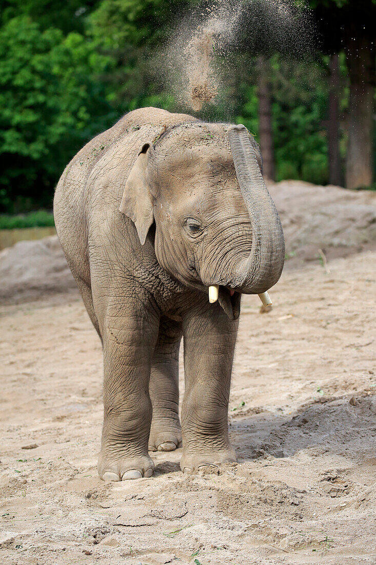 Asian Elephant (Elephas maximus) calf dust bathing, Heidelberg, Germany