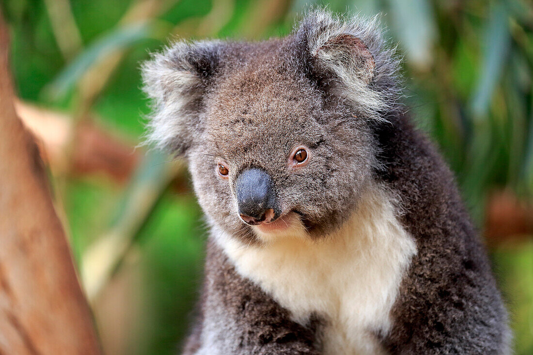 Koala (Phascolarctos cinereus), Kangaroo Island, South Australia, Australia