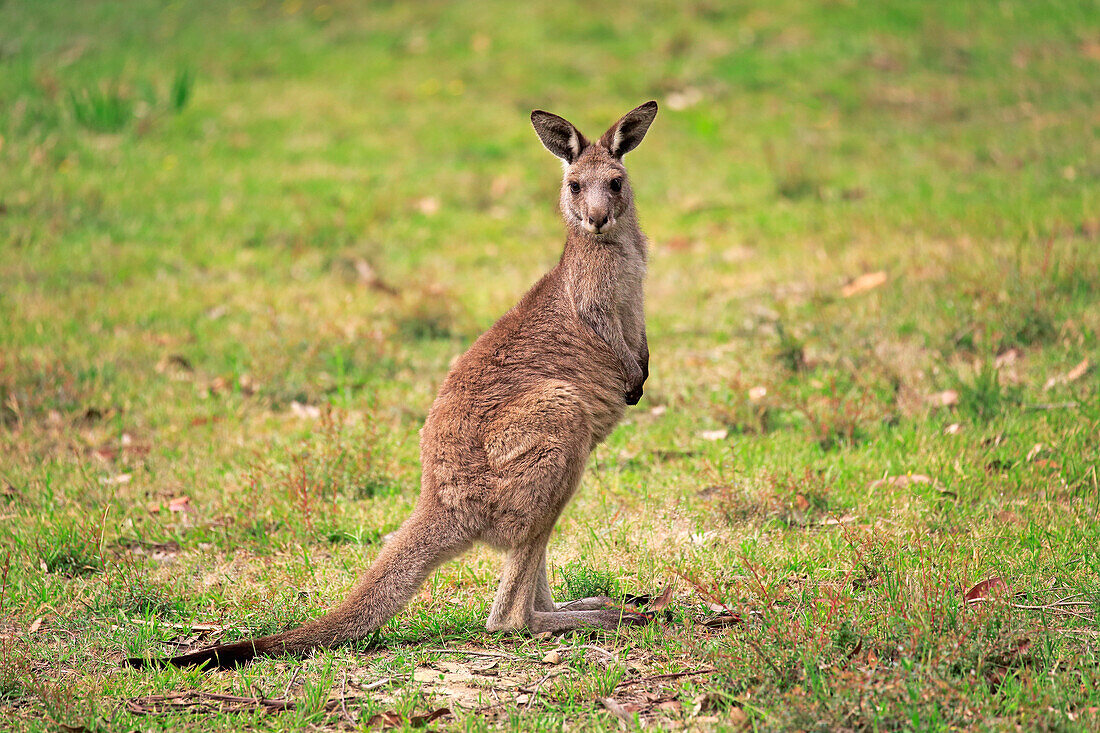 Eastern Grey Kangaroo (Macropus giganteus) sub-adult, Murramarang National Park, New South Wales, Australia