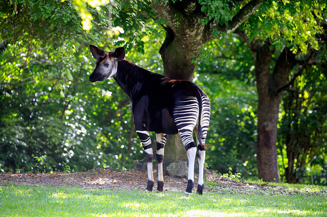 Okapi (Okapia johnstoni), Miami, Florida