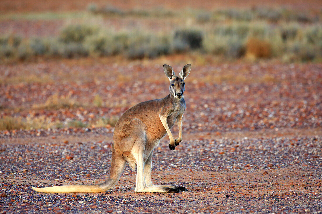 Red Kangaroo (Macropus rufus) male, Sturt National Park, New South Wales, Australia