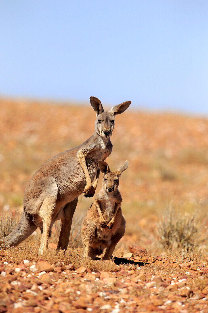 Red Kangaroo (Macropus rufus) mother with sub-adult, Sturt National Park, New South Wales, Australia