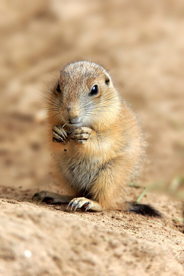 Black-tailed Prairie Dog (Cynomys ludovicianus) pup feeding, Heidelberg, Germany