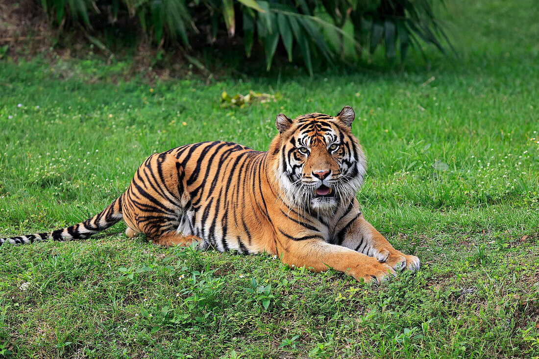 Sumatran Tiger (Panthera tigris sumatrae) male, Miami, Florida