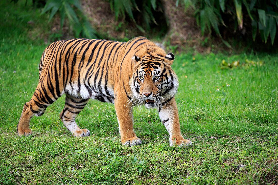 Sumatran Tiger (Panthera tigris sumatrae) male, Miami, Florida
