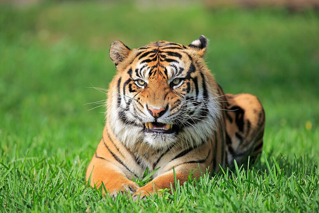 Sumatran Tiger (Panthera tigris sumatrae) male snarling, Miami, Florida