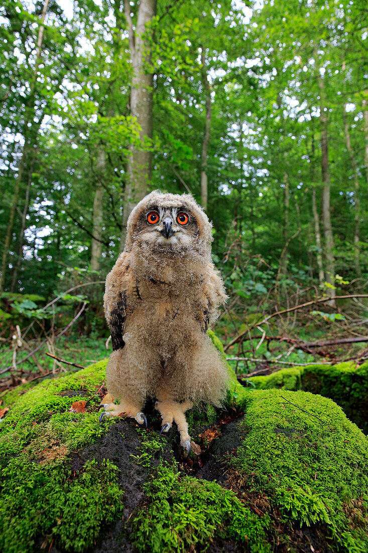 Eurasian Eagle-Owl (Bubo bubo) chick, Eifel, Germany