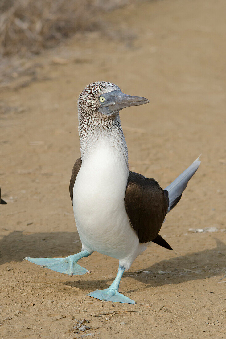Blue-footed Booby (Sula nebouxii) male courting, Galapagos Islands, Ecuador