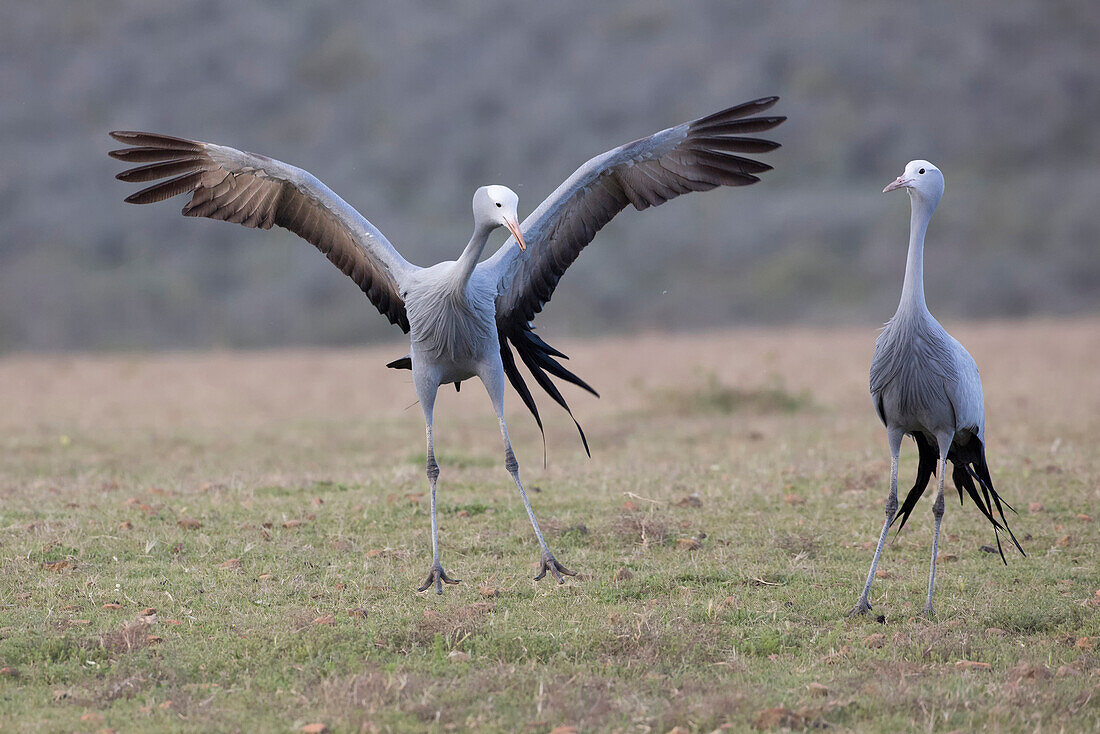 Blue Crane (Anthropoides paradisea) pair courting, Western Cape, South Africa