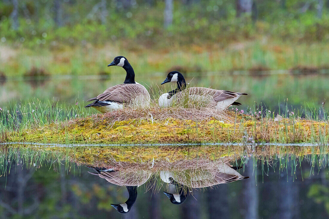 Canada Goose (Branta canadensis) pair on nest, Sweden