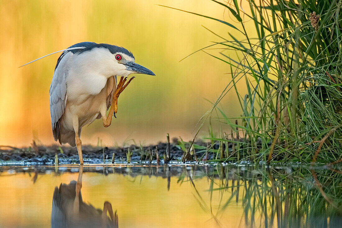 Black-crowned Night Heron (Nycticorax nycticorax) scratching itself, Hungary