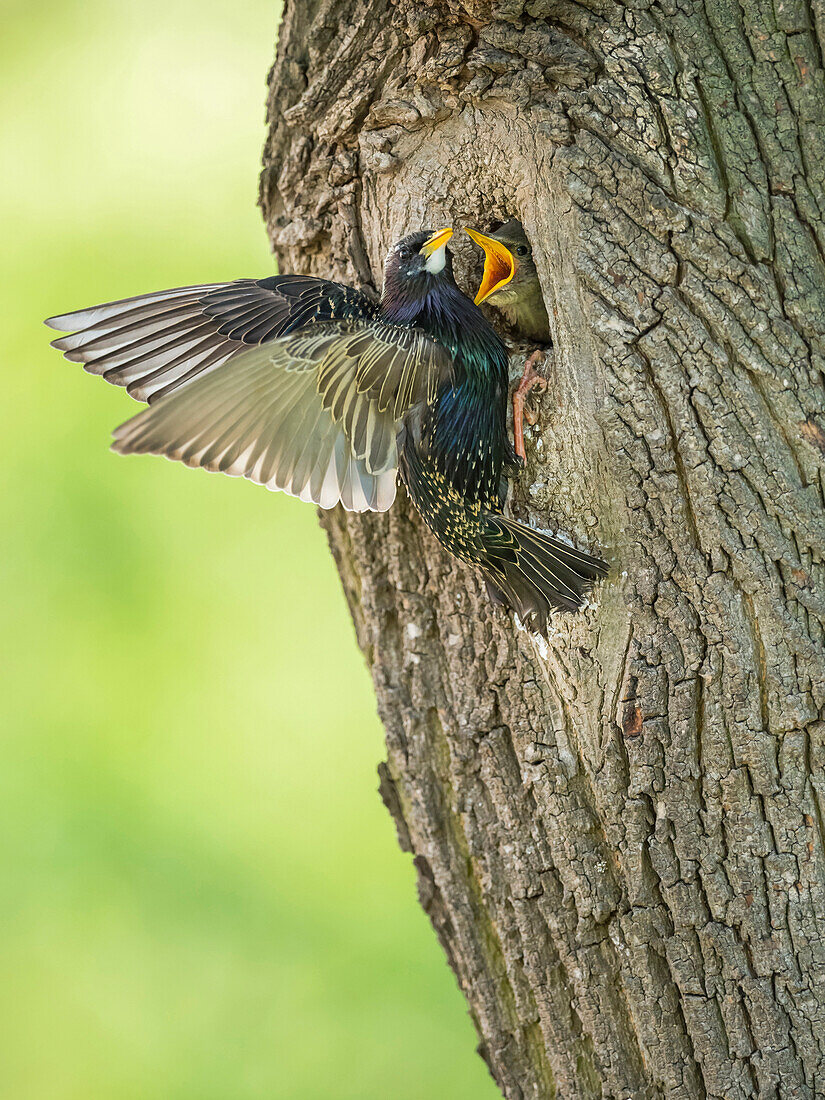 Common Starling (Sturnus vulgaris) at nest cavity with begging chick, Rhineland-Palatinate, Germany