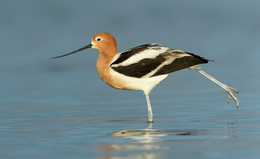 American Avocet (Recurvirostra americana) stretching leg, Texas