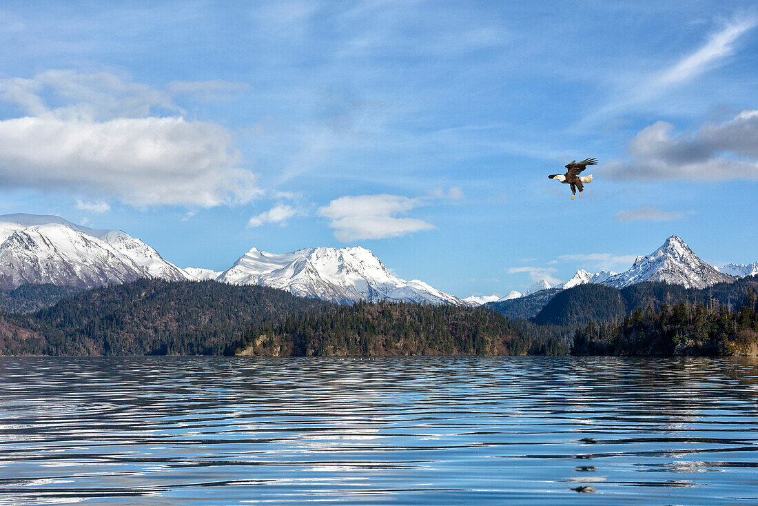 Bald Eagle (Haliaeetus leucocephalus) flying near coast, Alaska