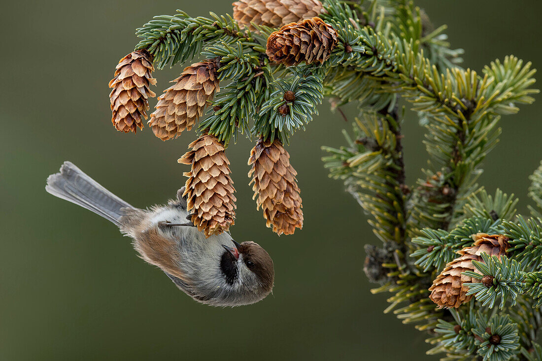 Boreal Chickadee (Poecile hudsonicus) feeding on pine cone seeds, Alaska