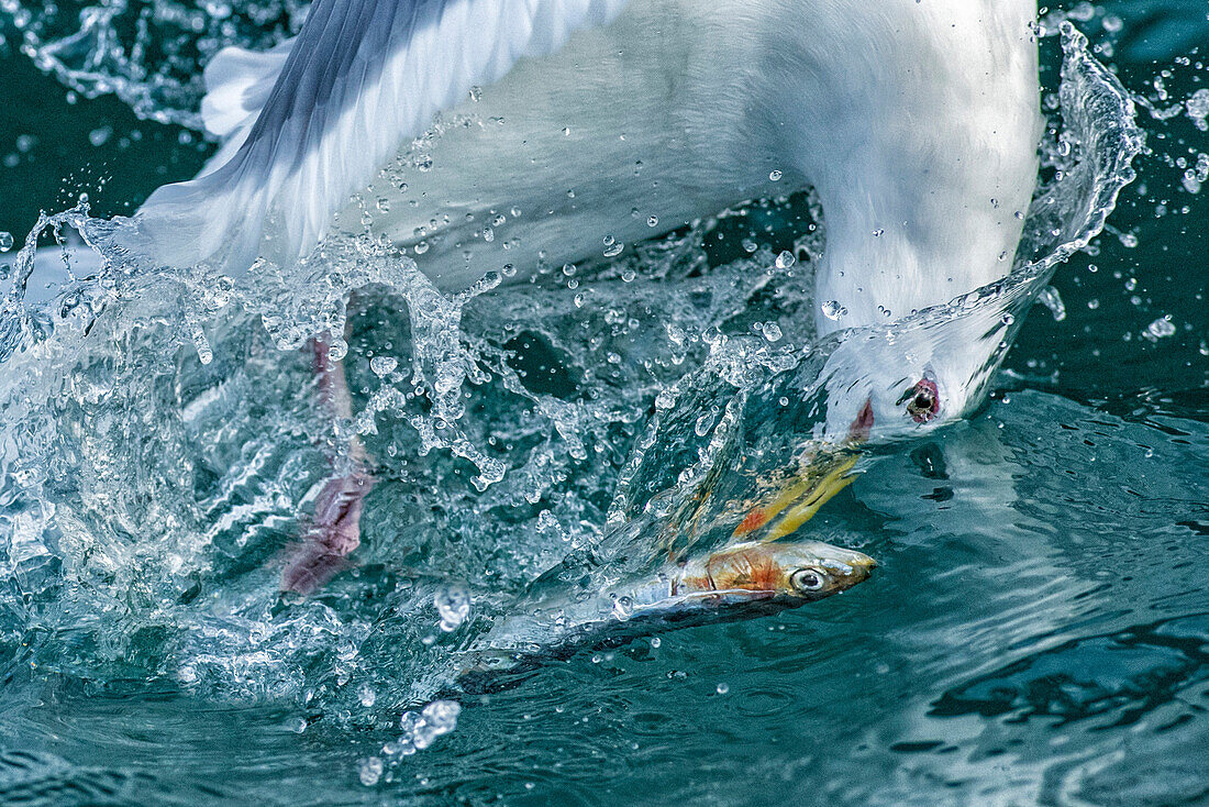 Glaucous-winged Gull (Larus glaucescens) catching fish, Alaska