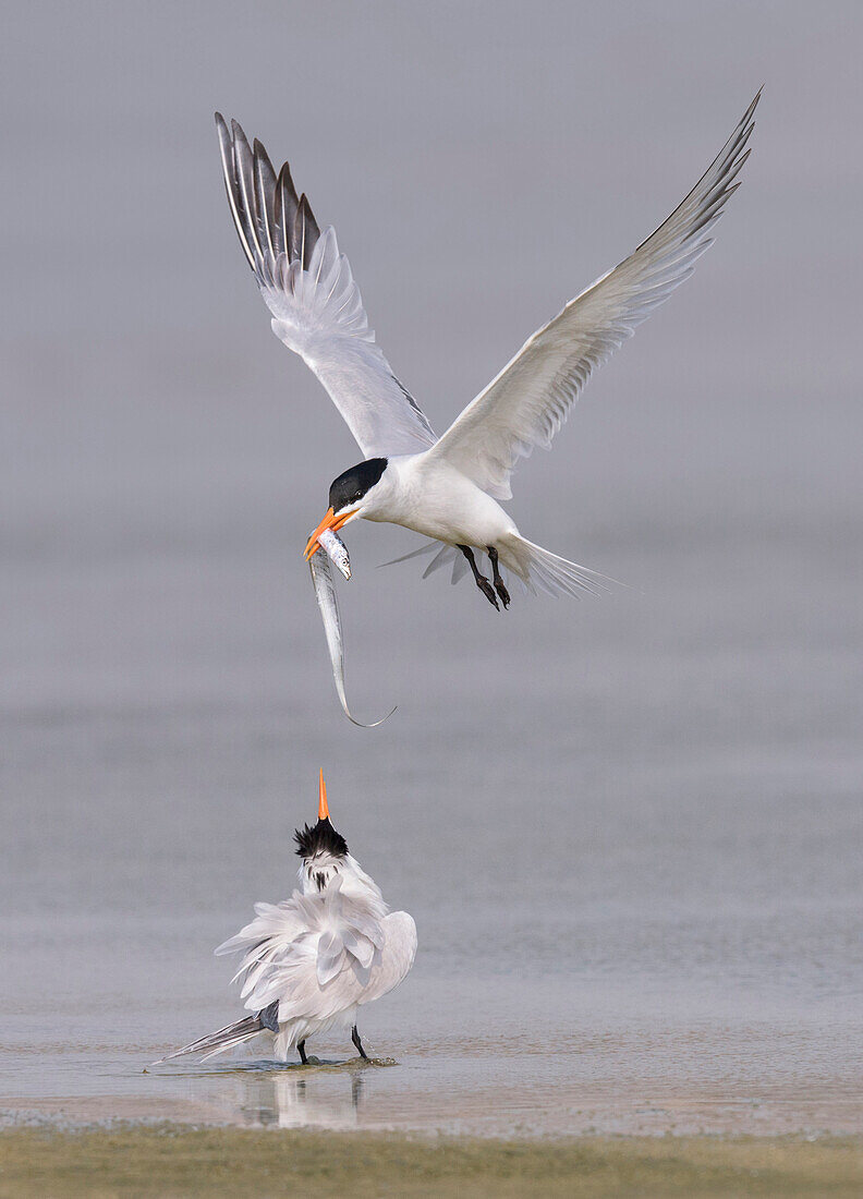 Royal Tern (Thalasseus maximus) male offering sandeel prey to female during courtship, Texas