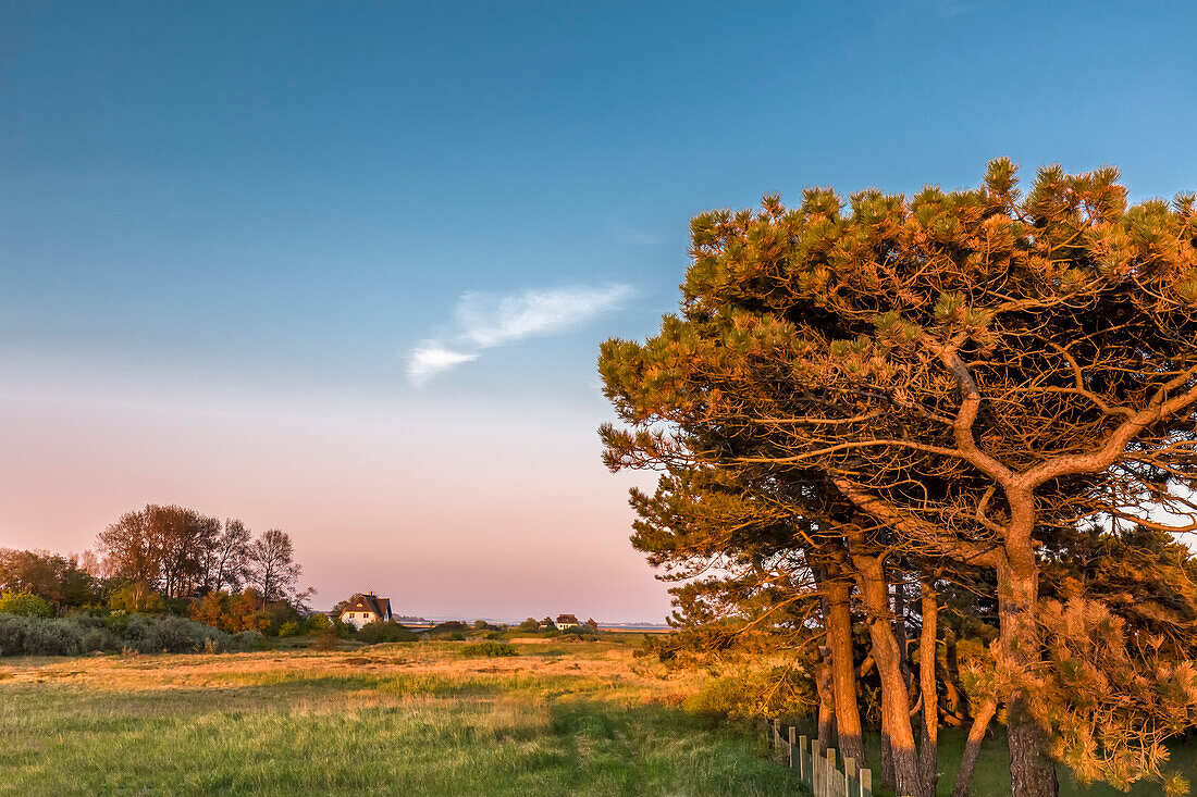 Thatched house at sunset, Vitte, Hiddensee island, Mecklenburg-Western Pomerania, Germany