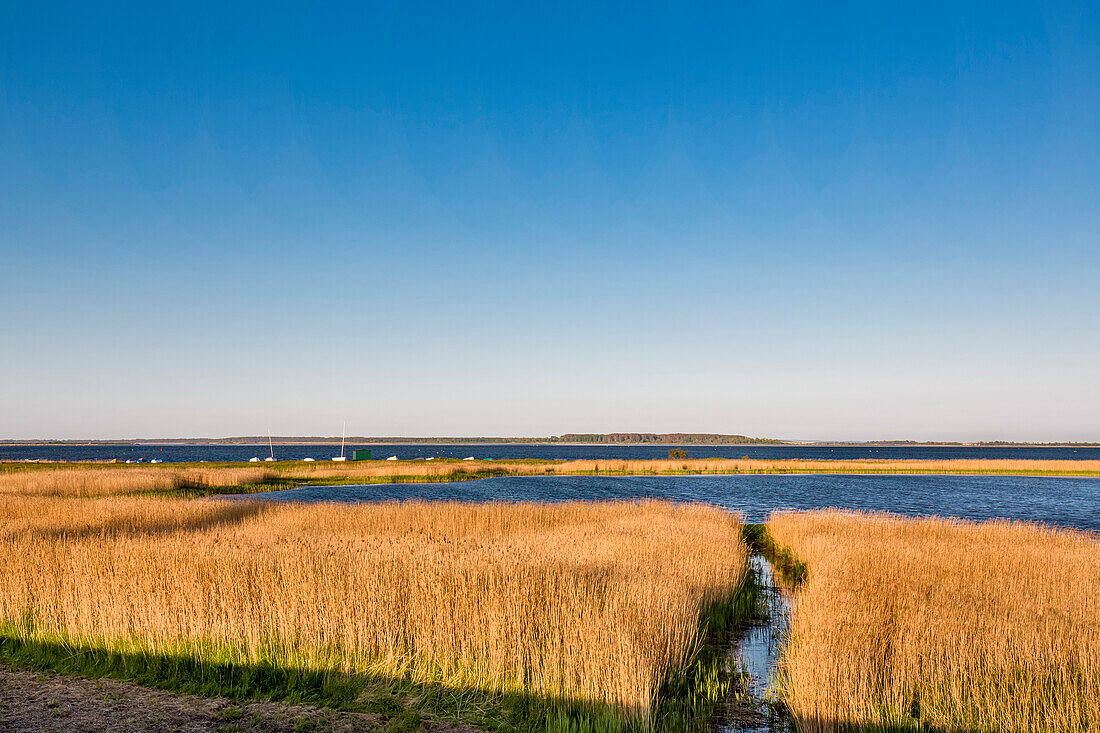 Landschaft am Bodden, Vitte, Insel Hiddensee, Mecklenburg-Vorpommern, Deutschland