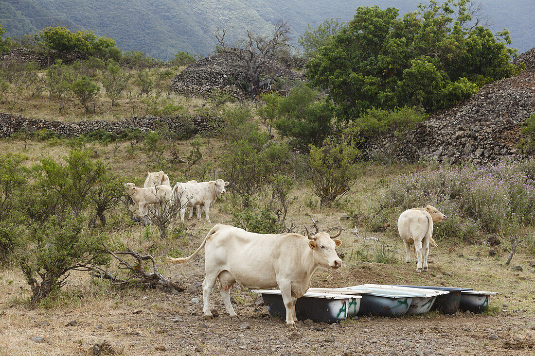 cows, hiking tour along PR LP 14, Parque Natural de Cumbre Vieja, UNESCO Biosphere Reserve, La Palma, Canary Islands, Spain, Europe