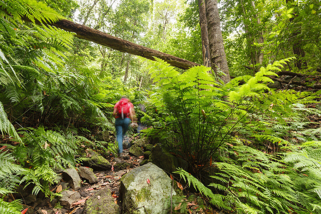 hiker, hiking tiur, giant ferns, laurel forest, Barranco de la Galga, gorge, east slope of Caldera de Taburiente, Parque Natural de las Nieves, UNESCO Biosphere Reserve, La Palma, Canary Islands, Spain, Europe