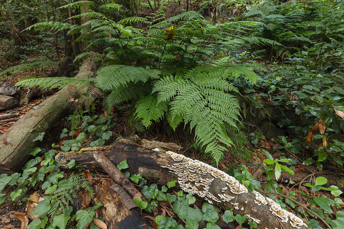 laurel forest, ferns, Los Tilos, Parque Natural de las Nieves, UNESCO Biosphere Reserve, La Palma, Canary Islands, Spain, Europe