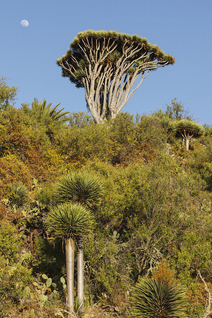 dragon trees, lat. Dracaena draco, moon, Barranco de Buracas, bei Las Tricias, UNESCO Biosphere Reserve, La Palma, Canary Islands, Spain, Europe